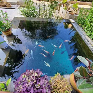 濟(jì)寧藝水芳源魚池過濾器客戶實地效果展示