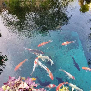 濟(jì)寧藝水芳源魚池過濾器客戶實地效果展示